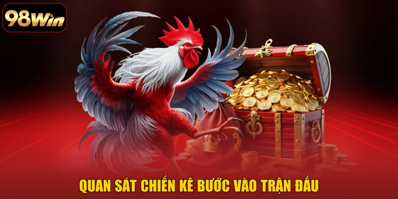 Quan sát chiến kê bước vào trận đấu